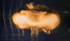 ייפתח בחלון חדש! - YouTube - ההיסטוריה של פצצת האטום - הירושימה ונגסאקי - https://www.youtube.com/watch?v=sQh9rXc7Vnw&list=PLJI6AtdHGth3FZbWsyyMMoIw-mT1Psuc5&index=42